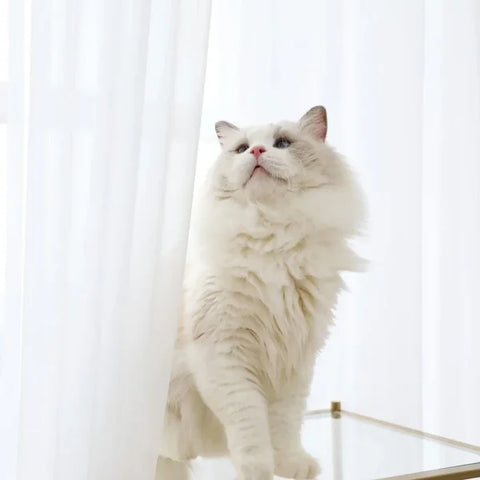 Sheer Curtains for Bedroom - Solid White Tulle for Nursery & Living Room