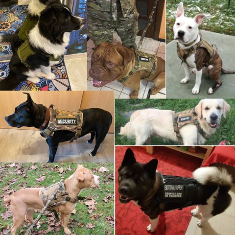 Tactical Dog Harness with Leash and Training Vest for All Dogs - Himpall